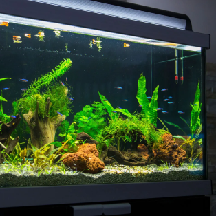 Aquariums